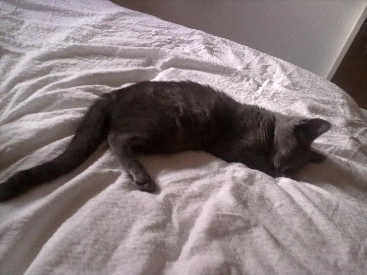 Huskat Mille billede 6