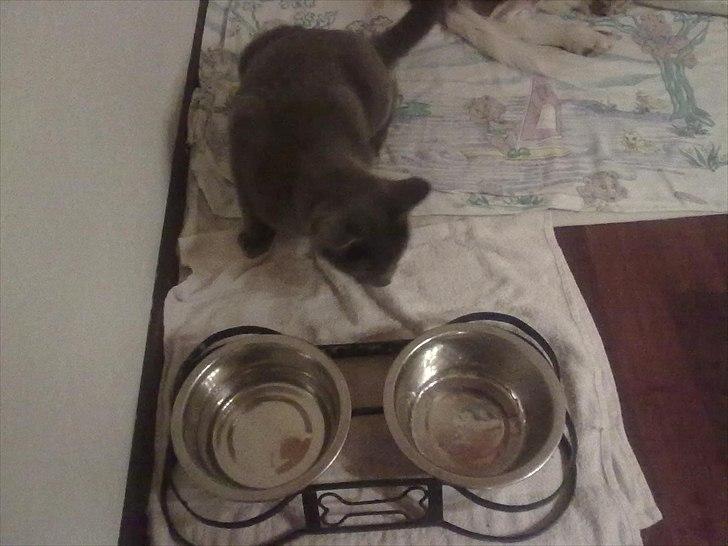 Huskat Mille billede 7