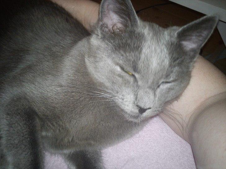 Huskat Mille billede 8