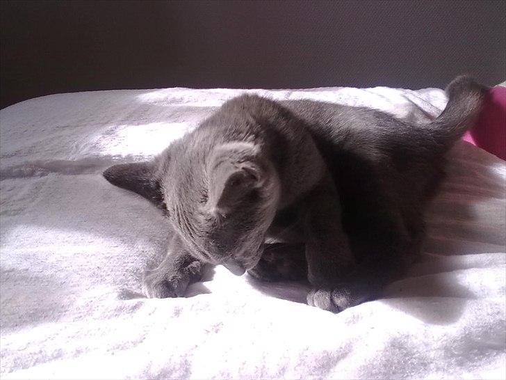 Huskat Mille billede 9