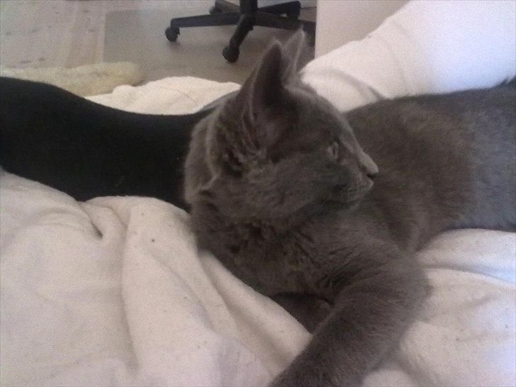 Huskat Mille billede 10