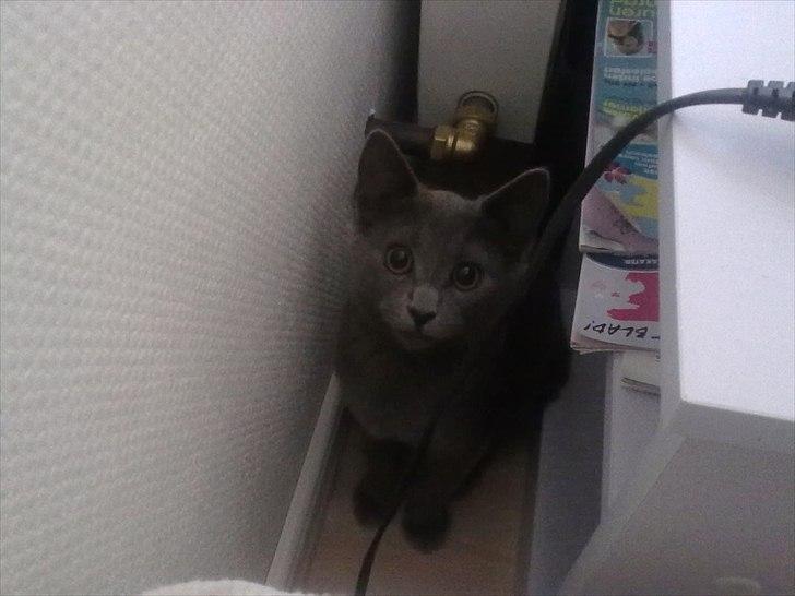 Huskat Mille billede 11