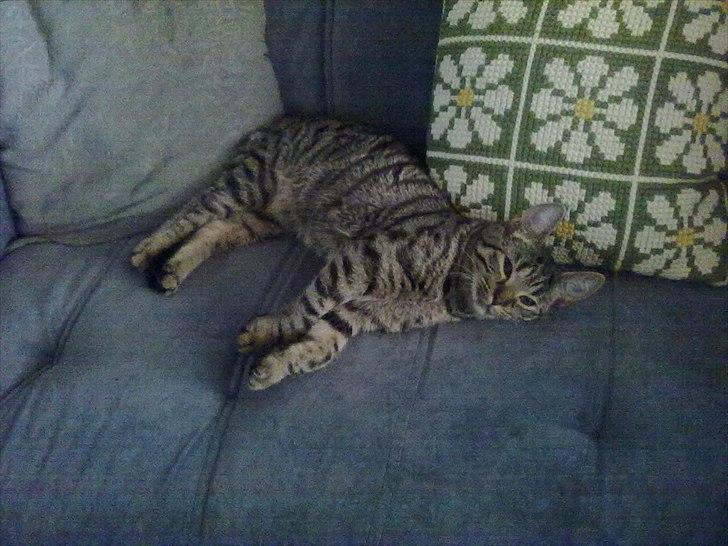 Huskat Molly billede 1