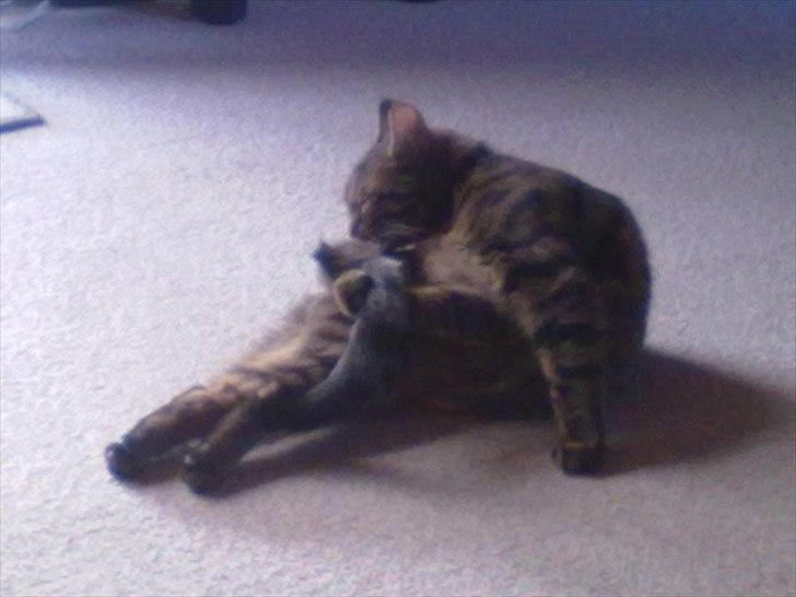 Huskat Molly billede 2