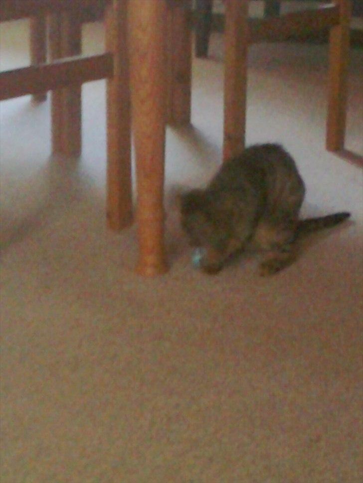 Huskat Molly billede 3