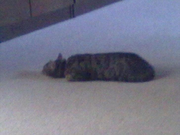 Huskat Molly billede 4