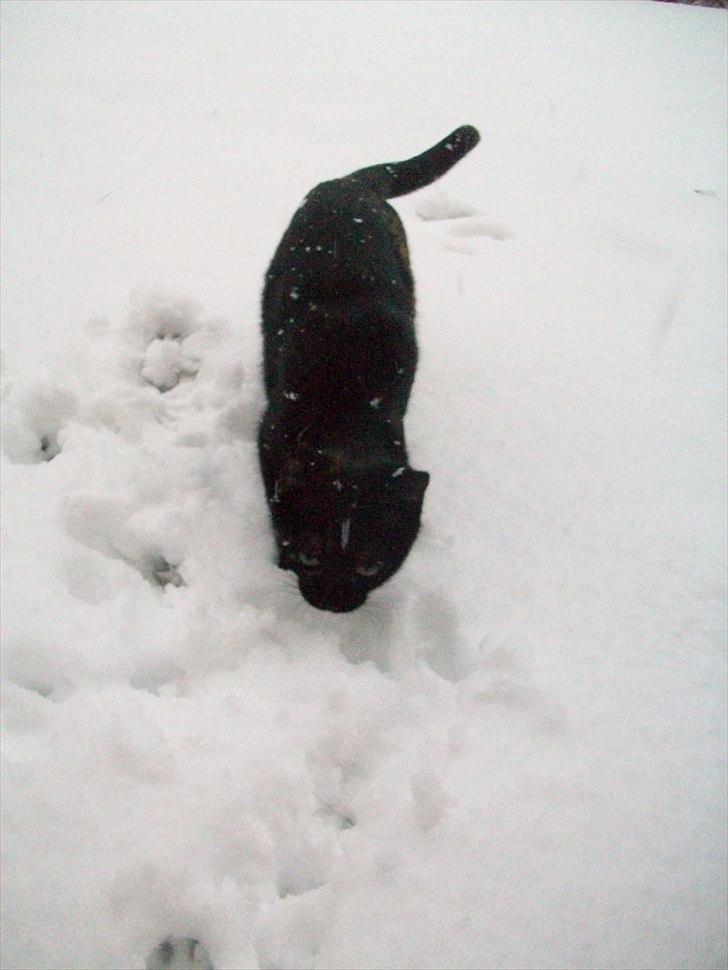 Huskat Bailey - Vinter :) billede 8