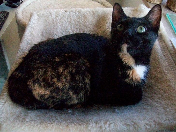 Huskat Bailey - drægtig billede 9