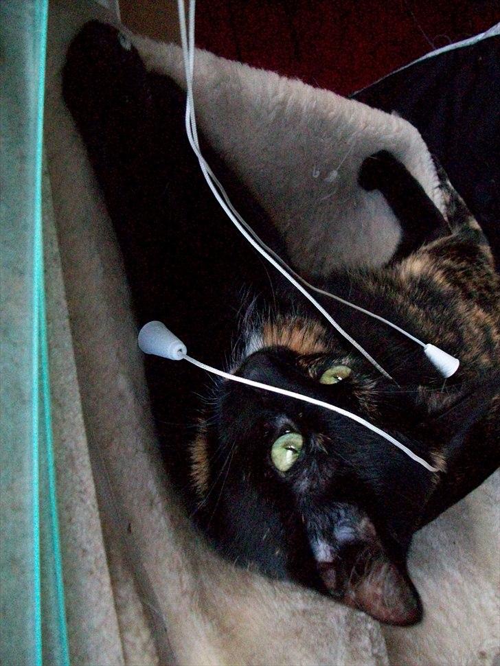 Huskat Bailey - Bailey der leger med persienne snorer :) billede 1