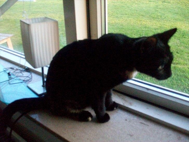 Huskat Bailey - drægtig billede 10