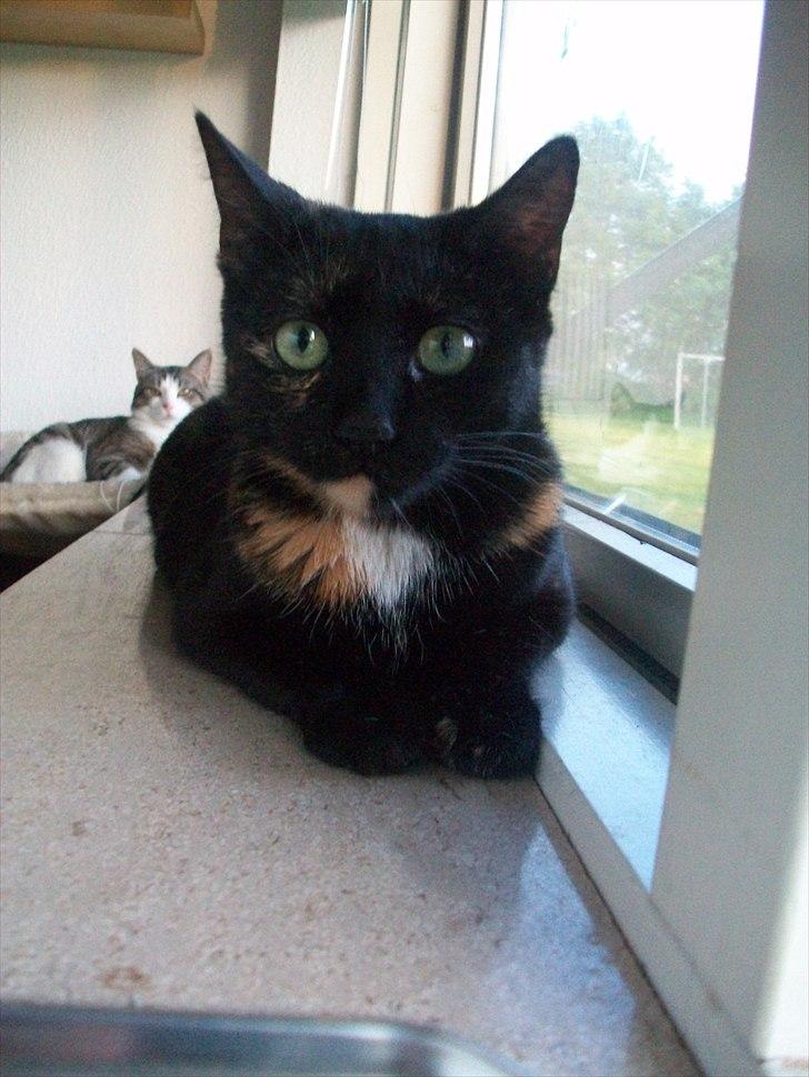 Huskat Bailey - drægtig billede 11