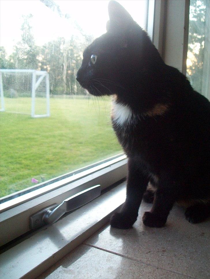 Huskat Bailey - drægtig billede 12