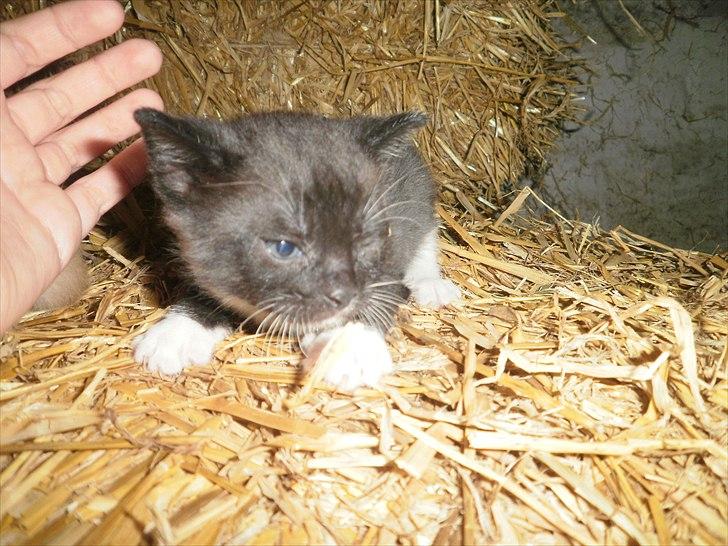 Blanding af racer Vinters James billede 4