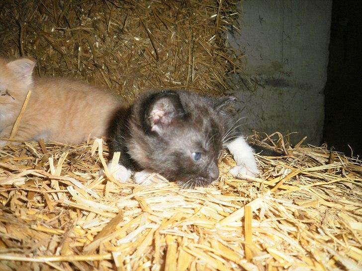 Blanding af racer Vinters James billede 5