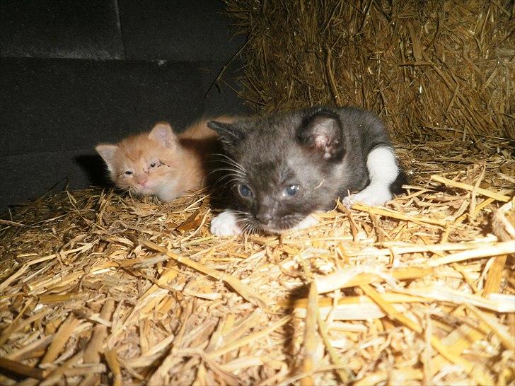 Blanding af racer Vinters James billede 6