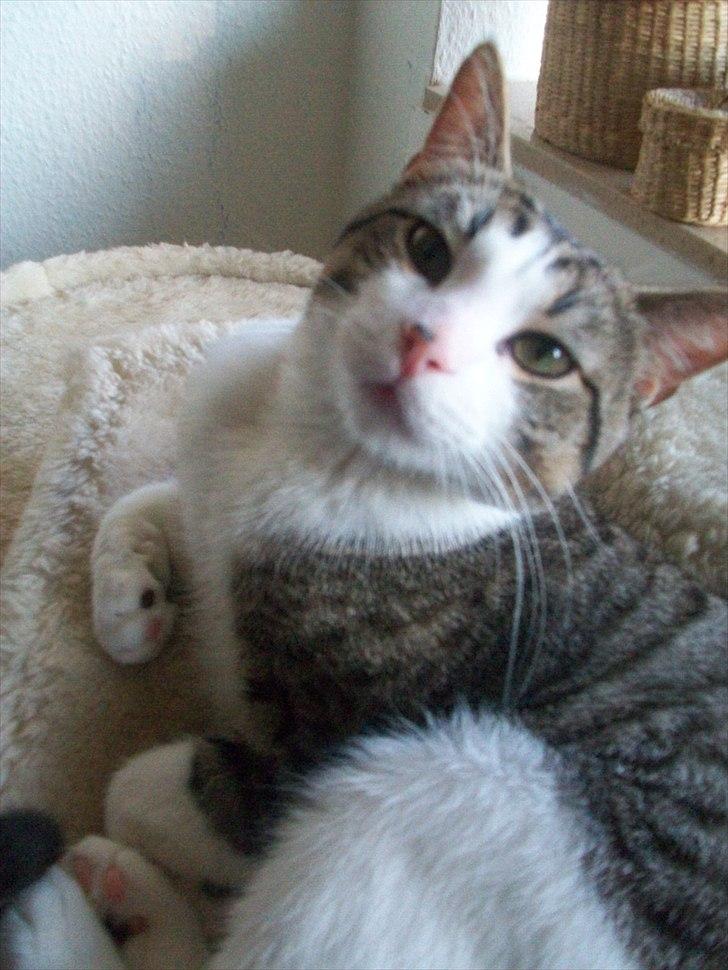 Huskat Nala (Jørgen) billede 2