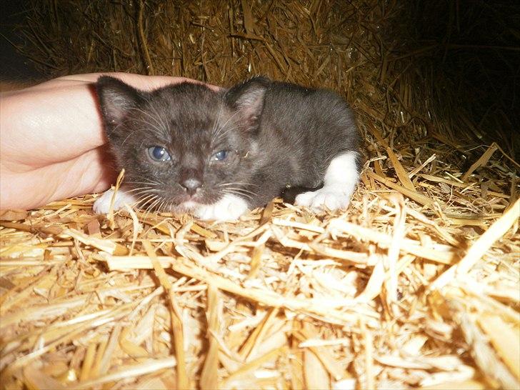 Blanding af racer Vinters James billede 7