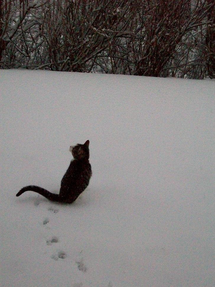 Huskat Nala (Jørgen) billede 3