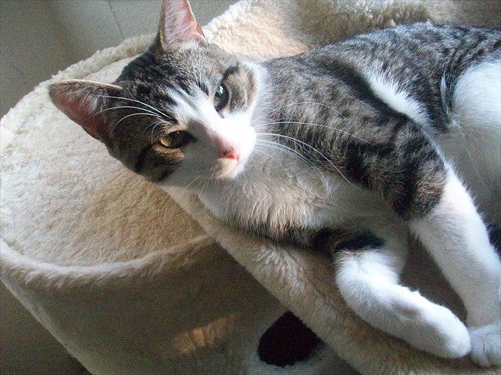 Huskat Nala (Jørgen) billede 4