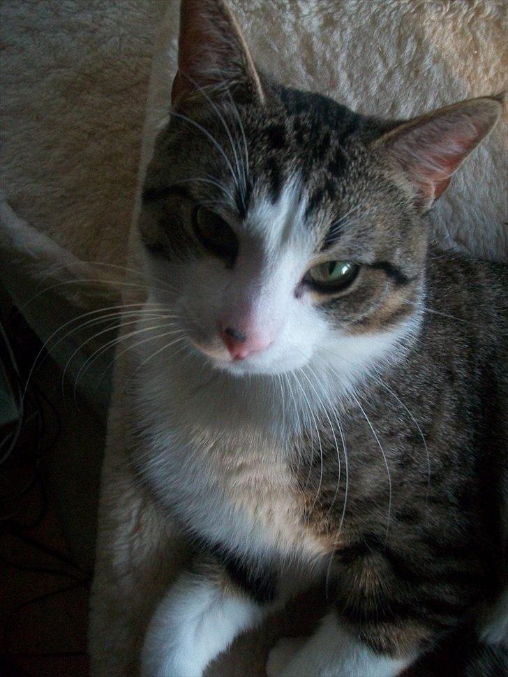 Huskat Nala (Jørgen) billede 5