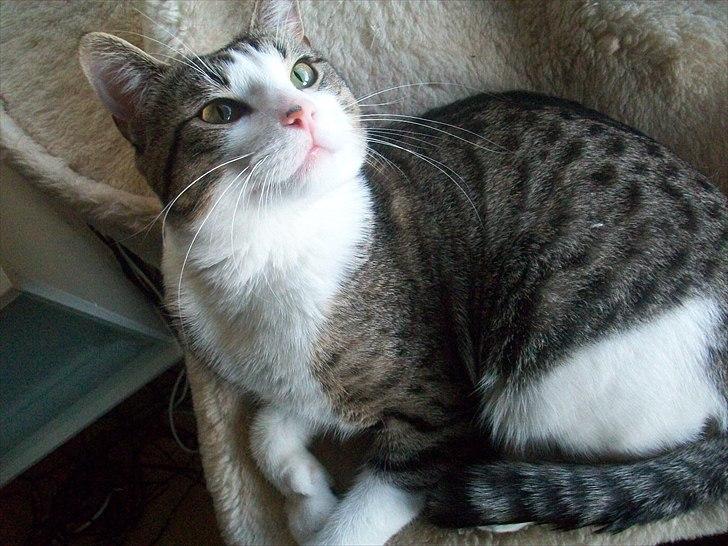 Huskat Nala (Jørgen) billede 1