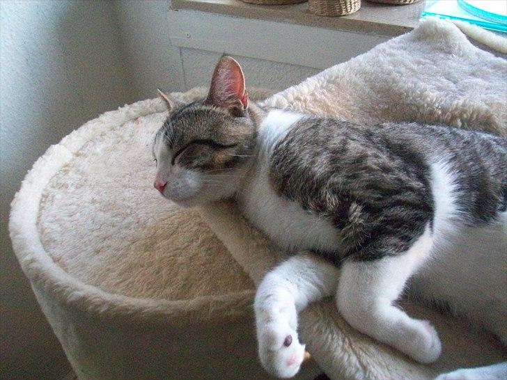 Huskat Nala (Jørgen) billede 6