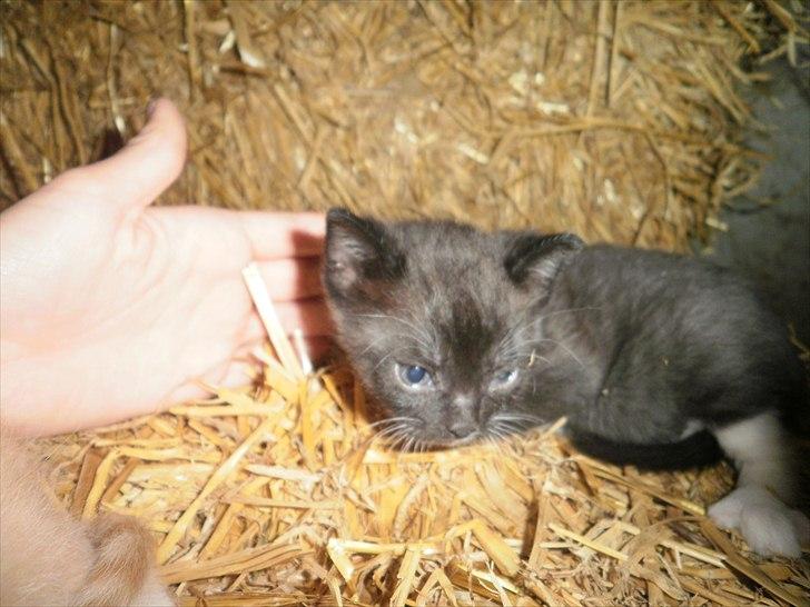 Blanding af racer Vinters James billede 8