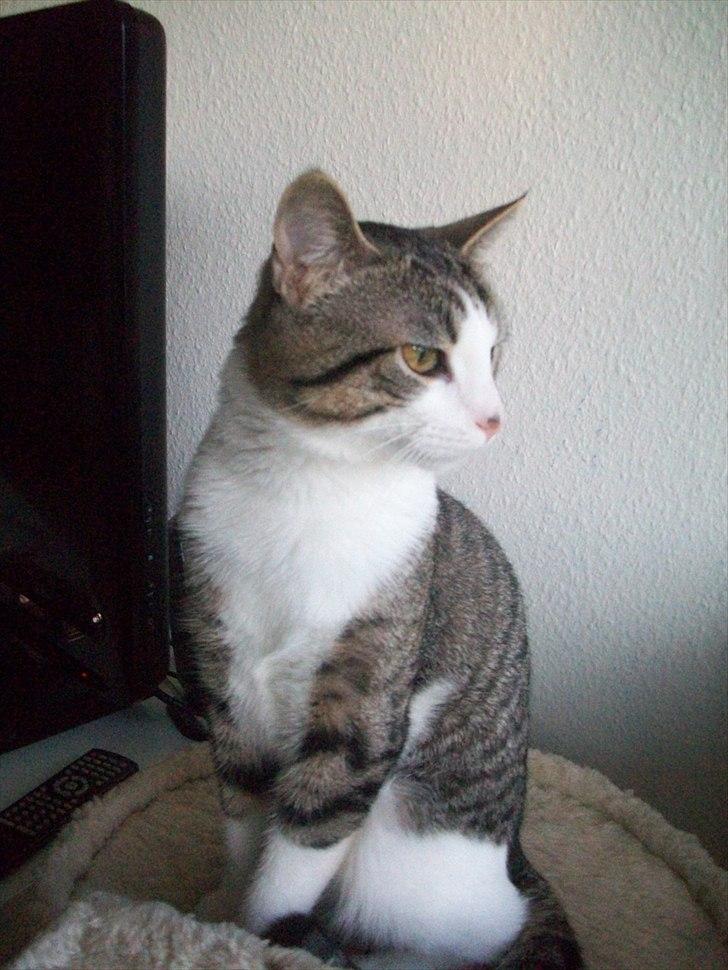 Huskat Nala (Jørgen) billede 7