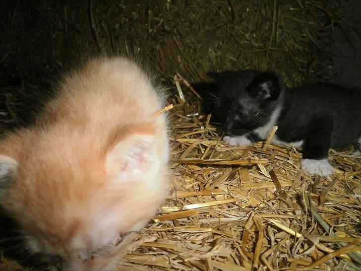 Blanding af racer Vinters James billede 9