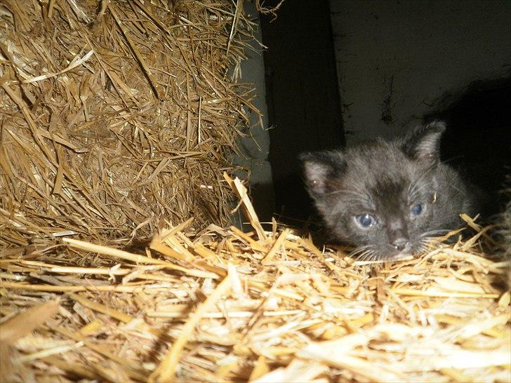 Blanding af racer Vinters James billede 10