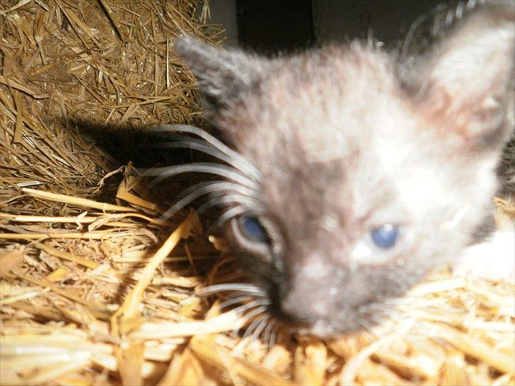 Blanding af racer Vinters James billede 11