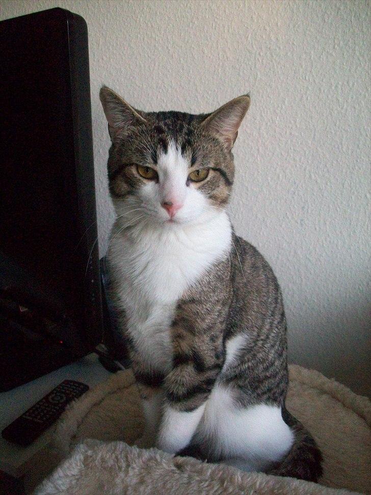 Huskat Nala (Jørgen) billede 8