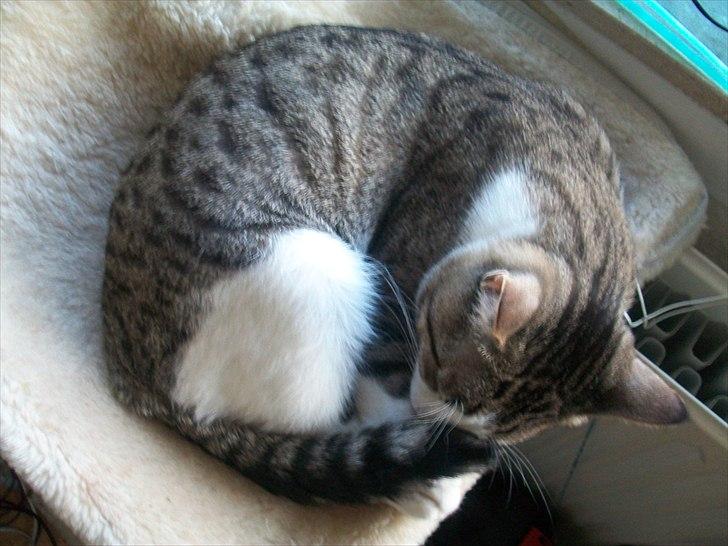 Huskat Nala (Jørgen) billede 9