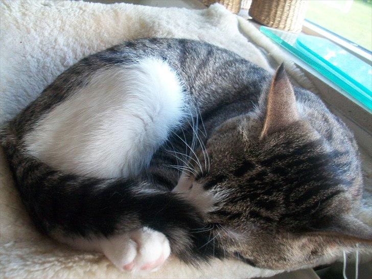 Huskat Nala (Jørgen) billede 10