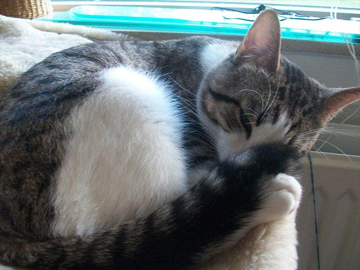 Huskat Nala (Jørgen) billede 11