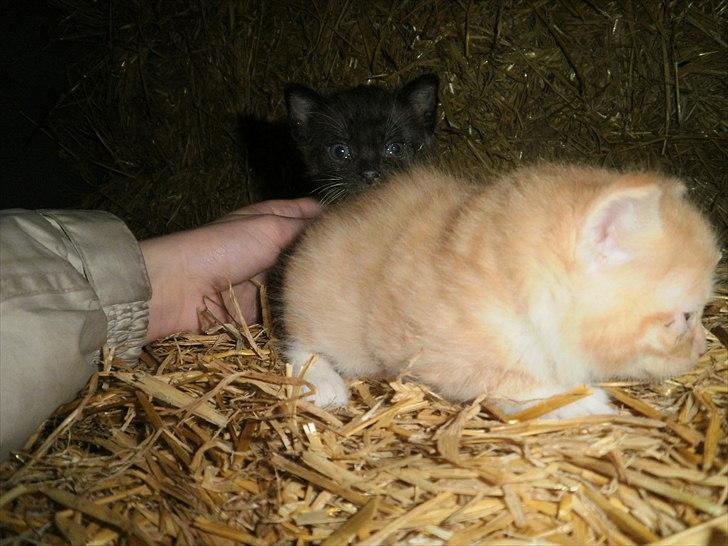 Blanding af racer Vinters James billede 12