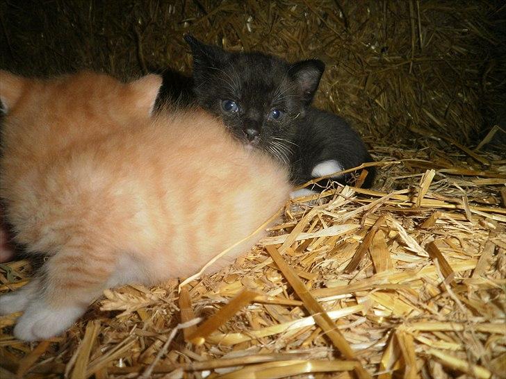 Blanding af racer Vinters James billede 13