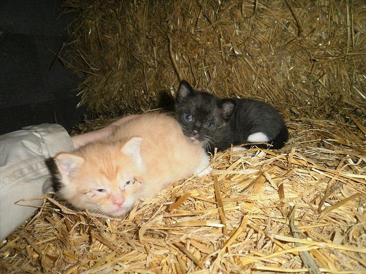 Blanding af racer Vinters James billede 14