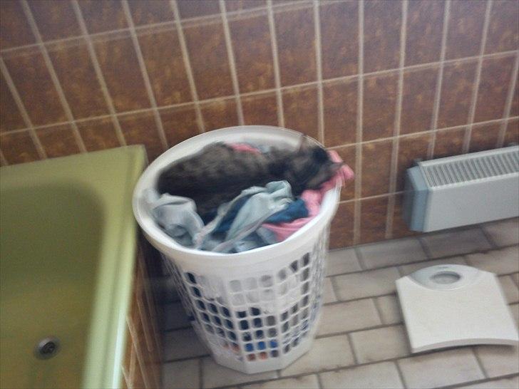 Huskat Molly - Træt efter en dag udenfor :-) billede 5