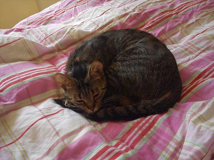 Huskat Molly - 20-06-2011 billede 6