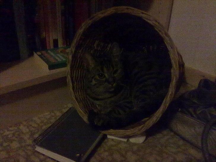 Huskat Molly billede 7