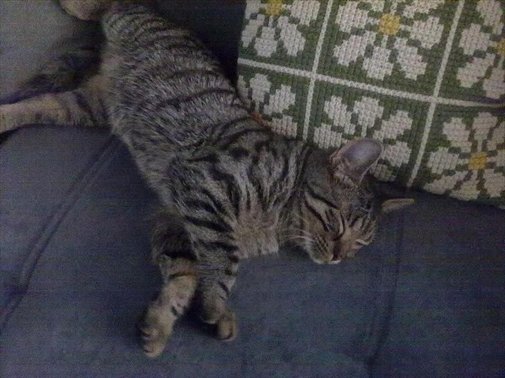 Huskat Molly billede 8