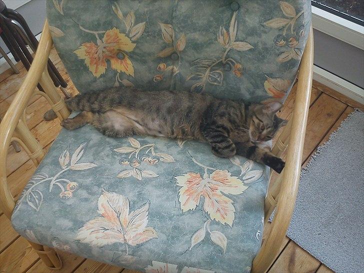 Huskat Molly billede 9