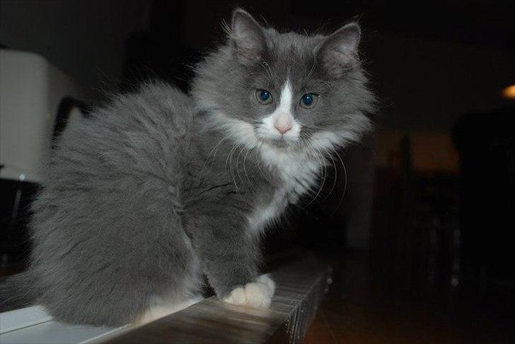 Blanding af racer Micha - Micha som stor killing. billede 1