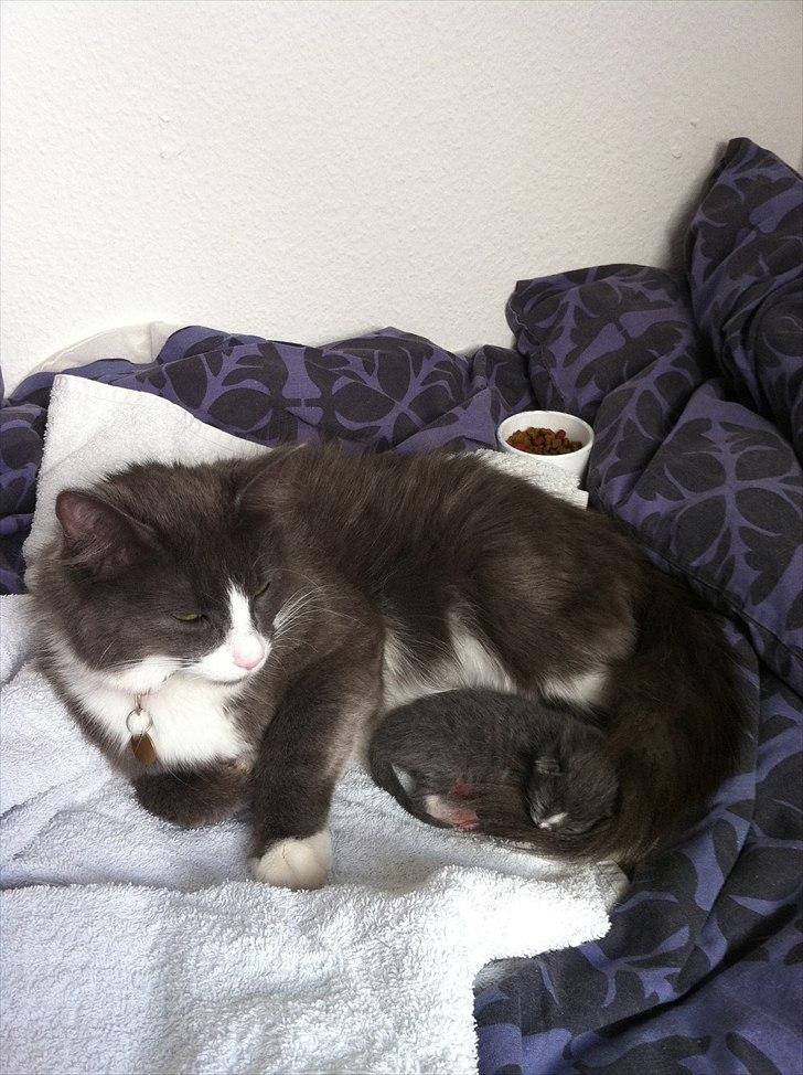 Blanding af racer Micha billede 3