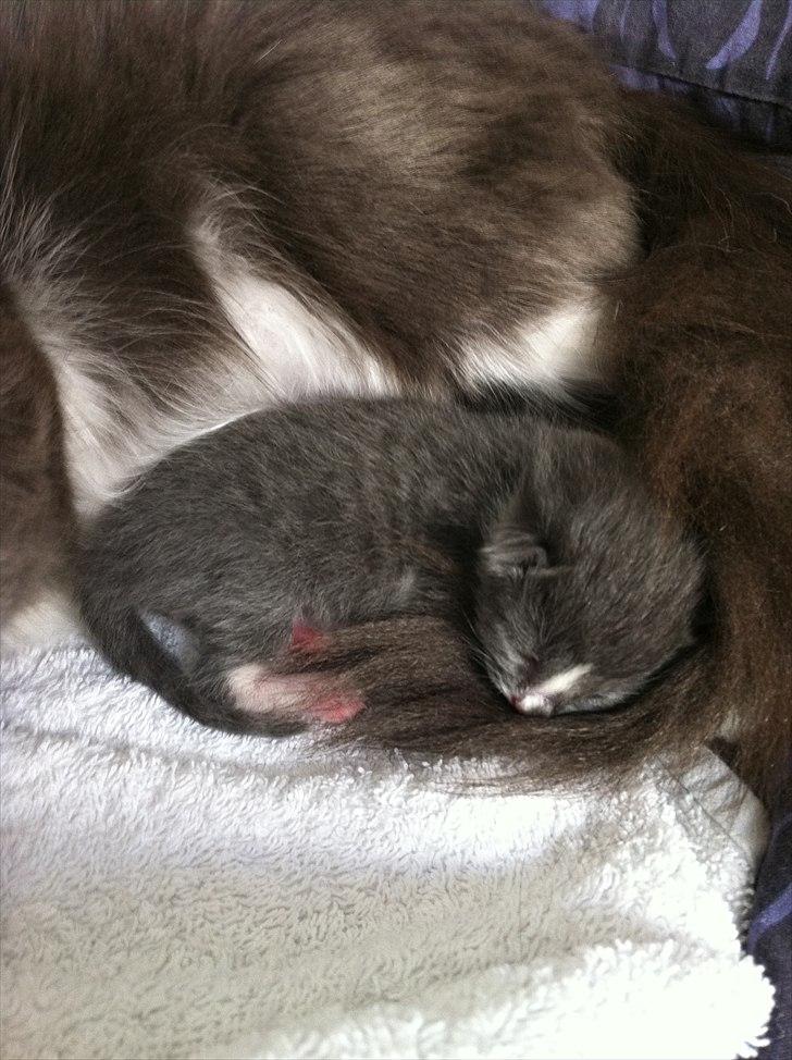 Blanding af racer Micha billede 4