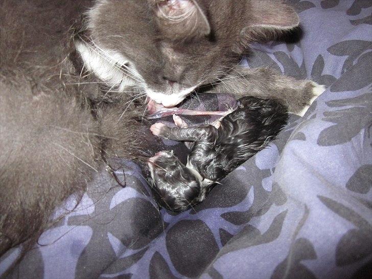 Blanding af racer Micha billede 5