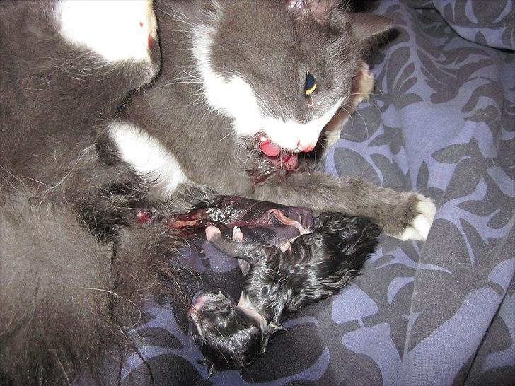 Blanding af racer Micha billede 7