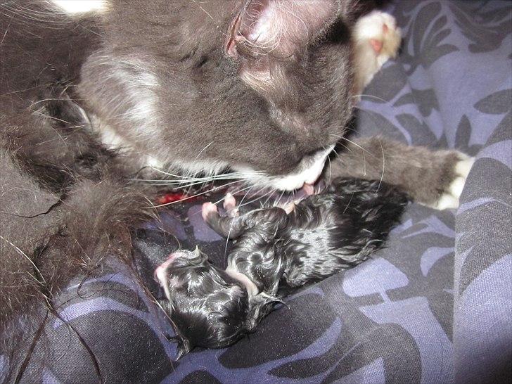 Blanding af racer Micha billede 8