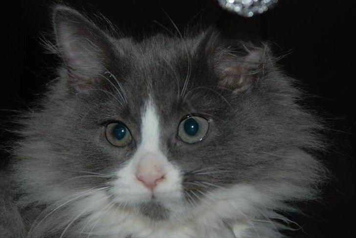 Blanding af racer Micha billede 10